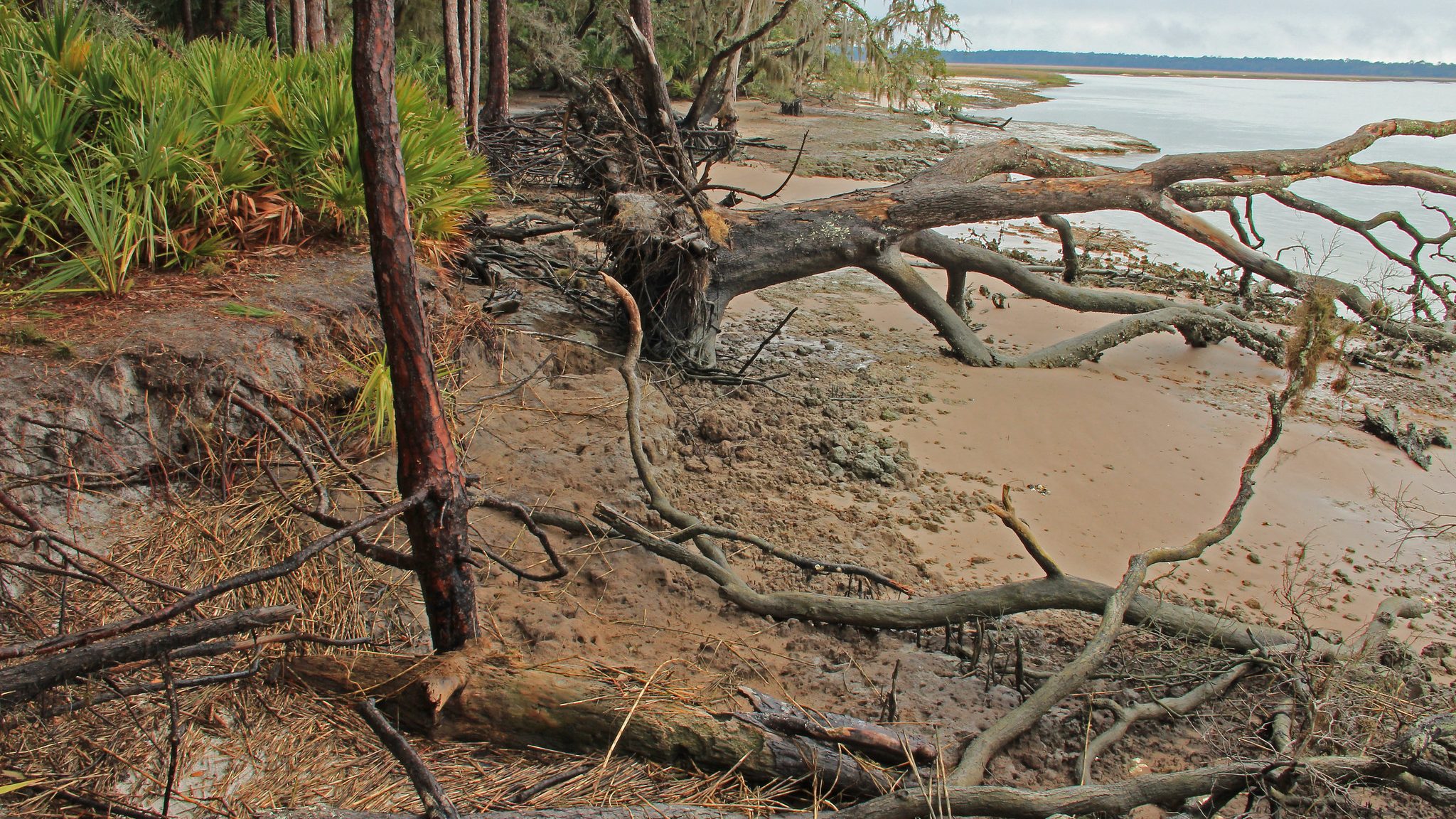A fallen tree due to coastal erosion at Brikckhill Bluff, Cumberland Island, GA.