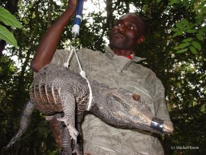 Alain Mougoula weighs a large male dwarf crocodile (Osteolaemus tetraspis) captured in Loango National Park, Gabon, as part of Mitch Eaton's dissertation research on the ecology, phylogeography and population dynamics of this heavily hunted species.