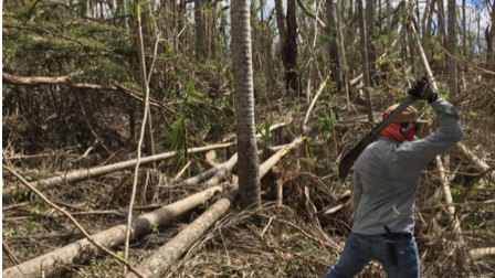 Graduate student, Ana Rivera, uses a machete to clear fallen trees after Hurricane Maria.