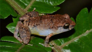 The species, E. wightmanae, melodious coqui, sitting on a leaf.