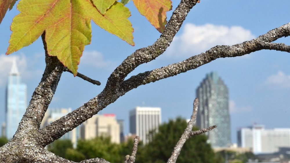 The Raleigh skyline is visible through a branch with yellow leaves.
