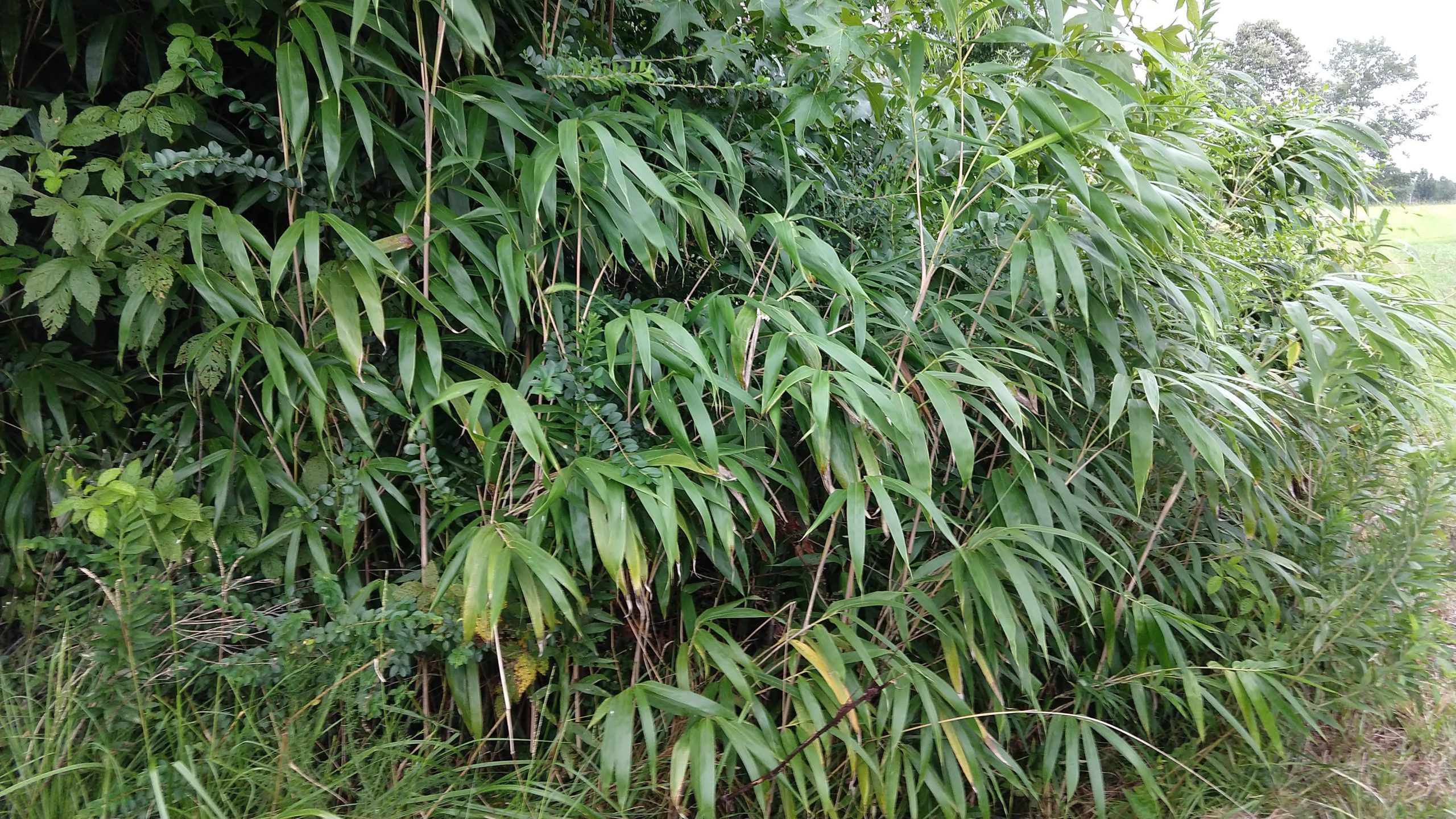 A closeup view of the river cane (Arundinaria gigantea)plants.