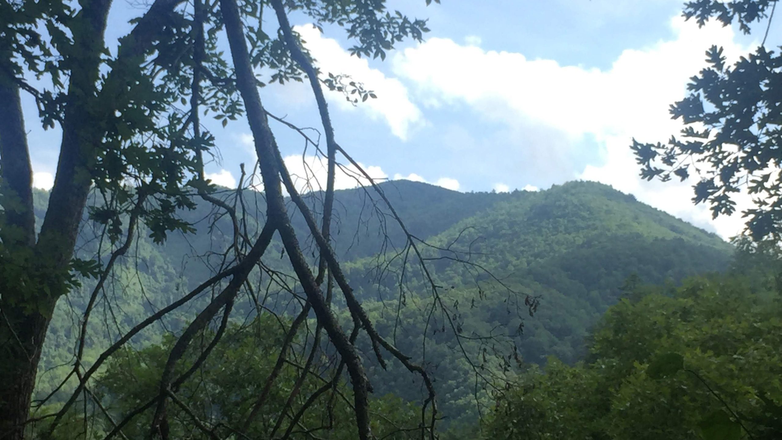 A view of vibrant green forested mountains.