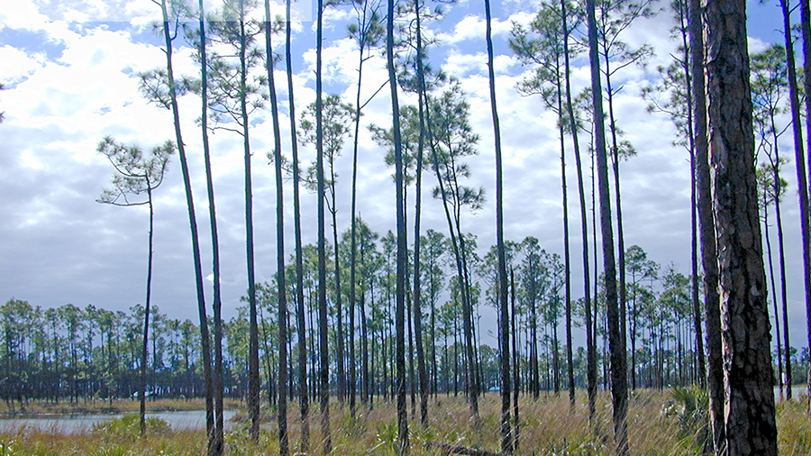 Long leaf pine trees stand tall in the foreground and a lake sits in the background at Everglades National Park.