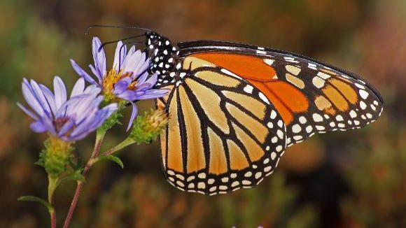 A monarch butterfly resting on a small purple flower.