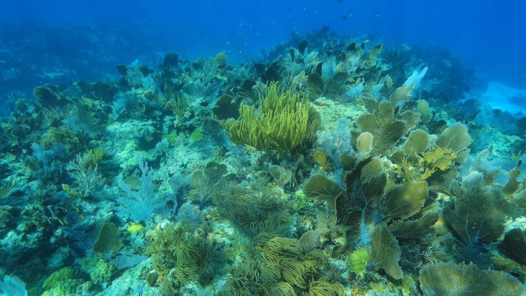 Impact of Ocean Warming and Acidification on Growth of Reef