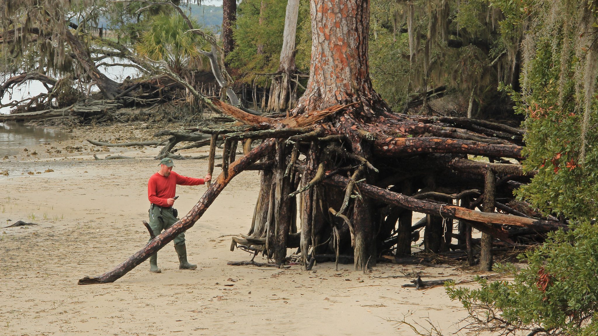 Man standing on coastline leaning against giant tree