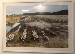 An image of a flooded field from the RISING exhibit portraying how the North Carolina coastal landscape has changed over time. 