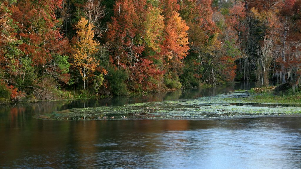 Leaves changing colors along the Wakulla River, Florida