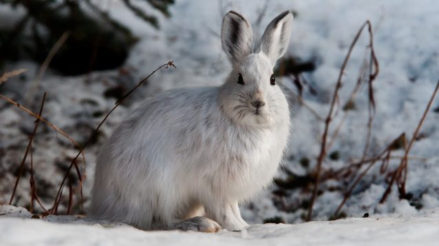 Snowshoe hare in snow
