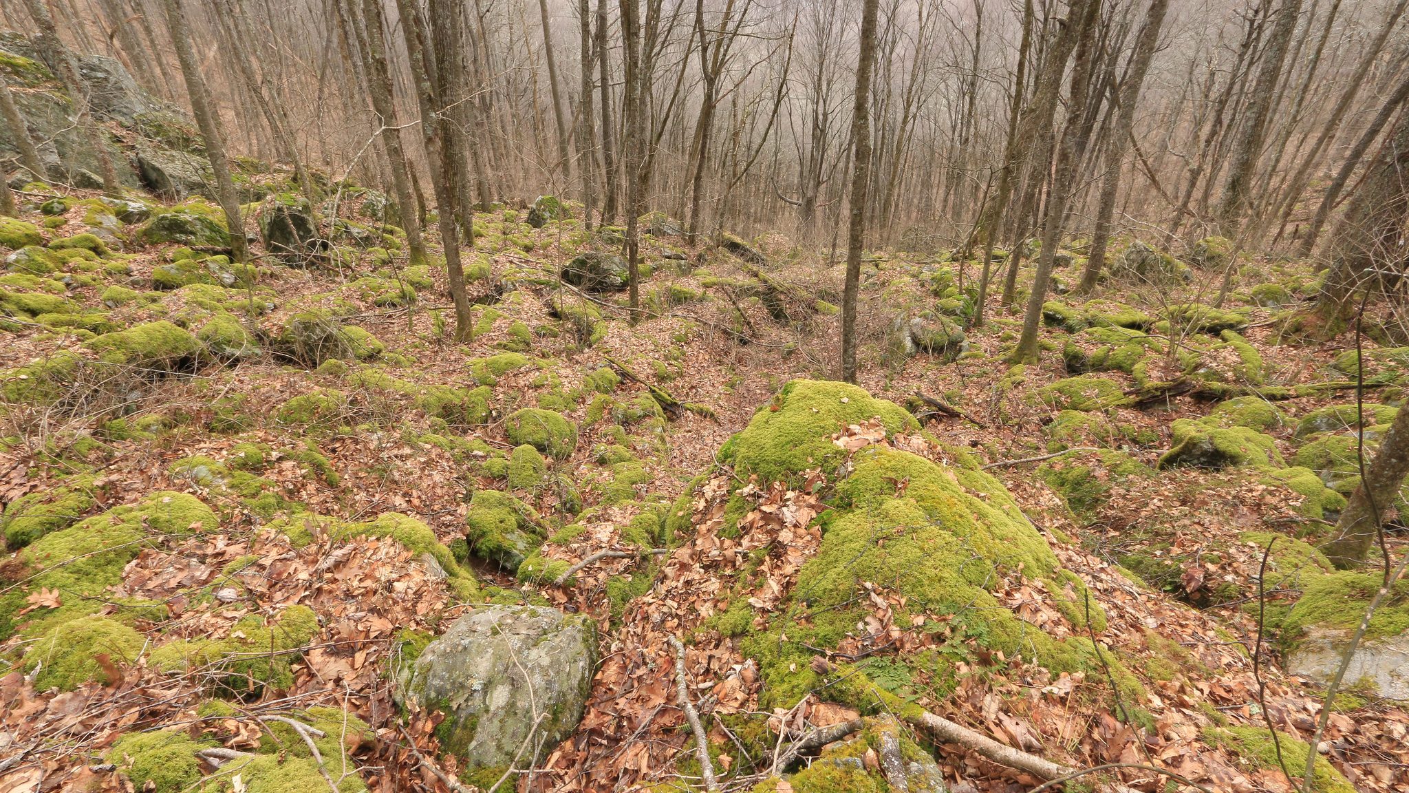rocky forest scene