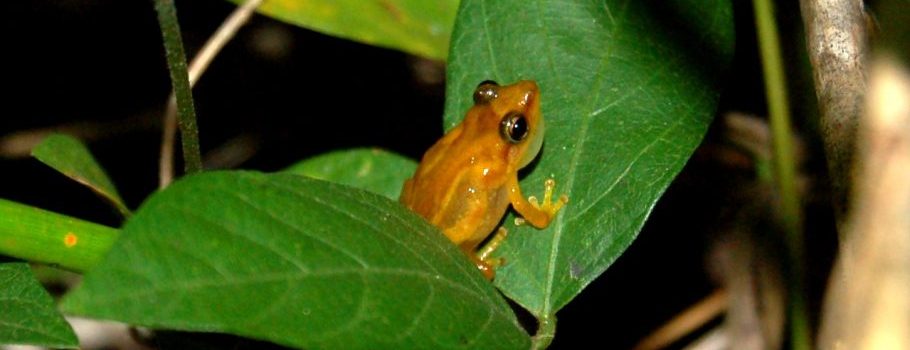 Coqui frog on leaf