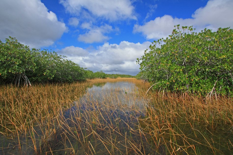 Nine Mile Pond canoe trail, Everglades National Park, Florida