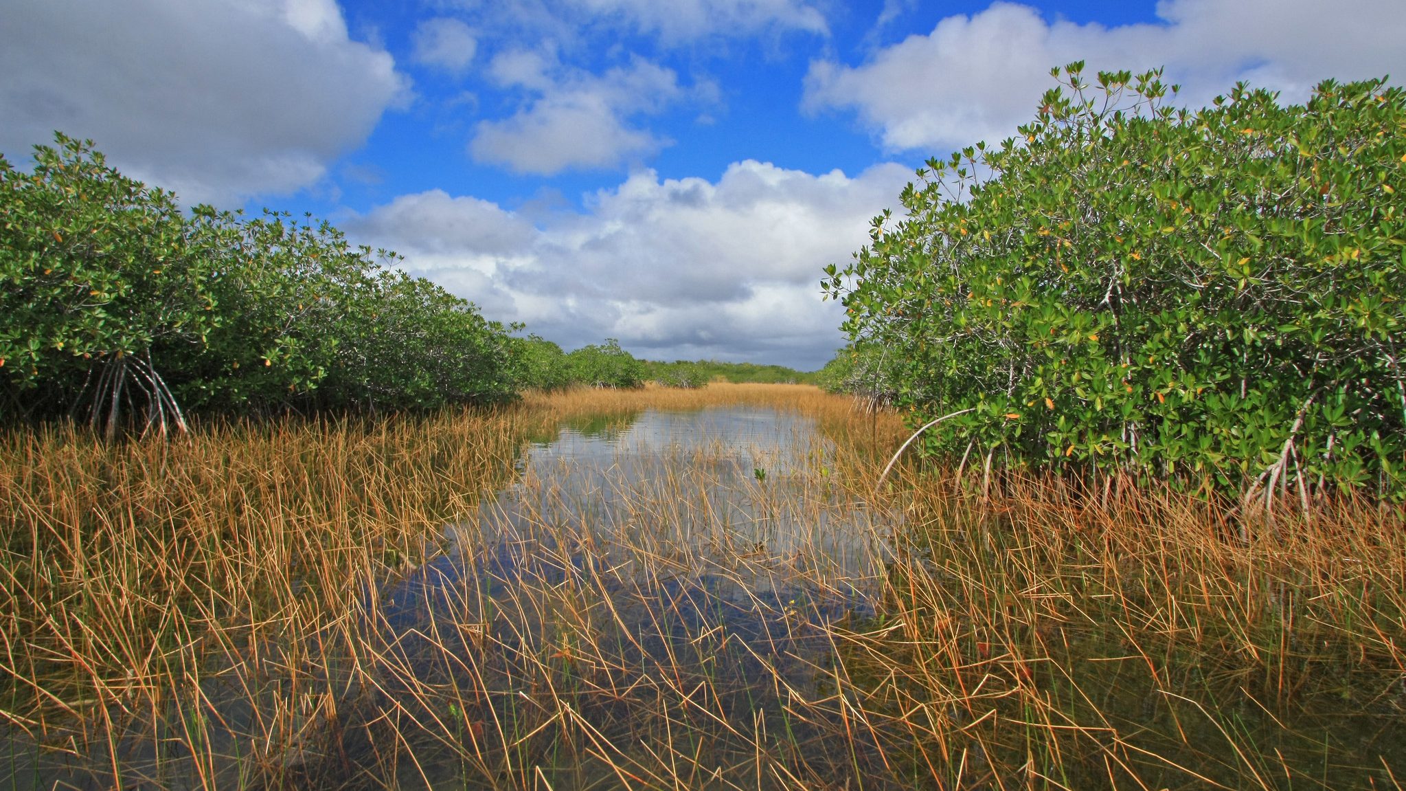 Nine Mile Pond canoe trail, Everglades National Park, Florida