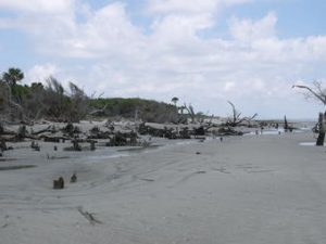 Ghost forest at Cape Romain Nat’l Wildlife Refuge. 