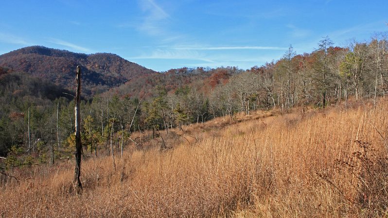 picture of forest hillside in NC