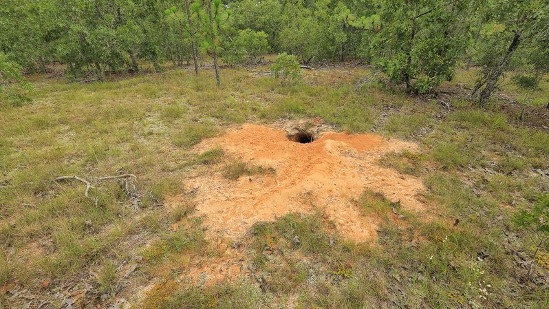 picture of gopher tortoise burrow