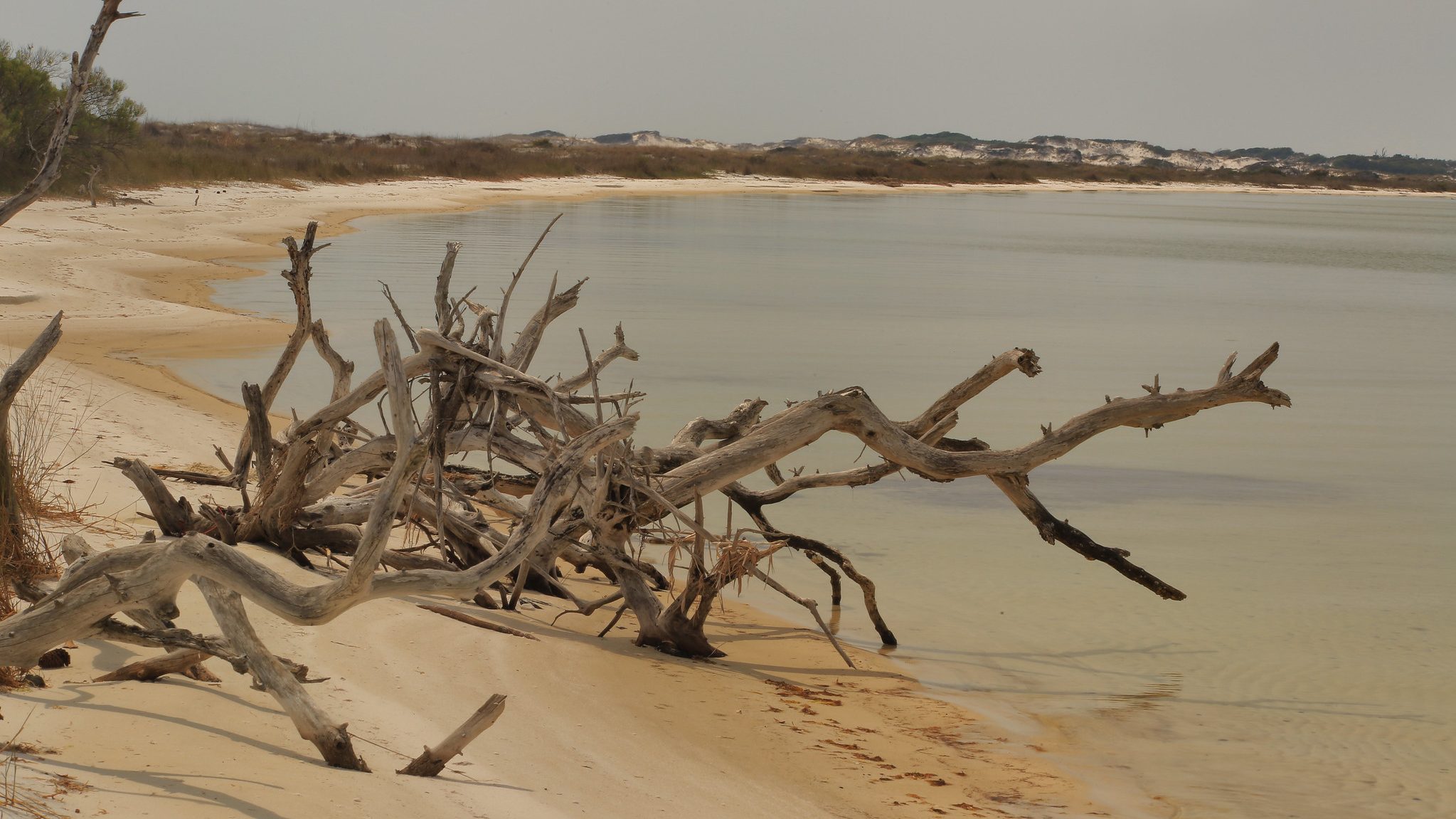 beach scene with driftwood