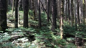 spruce-fir forest