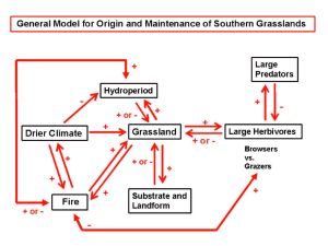 Schematic model diagram