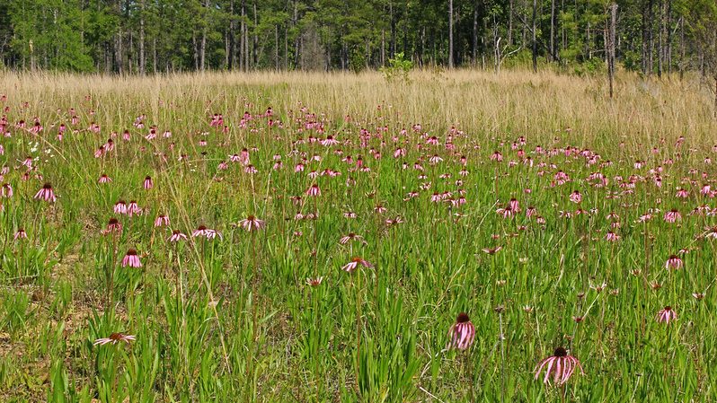 grassland with coneflowers