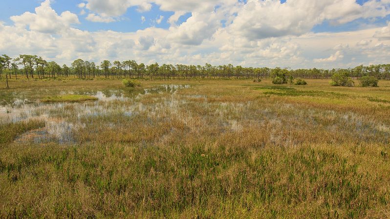 wet savanna in Florida