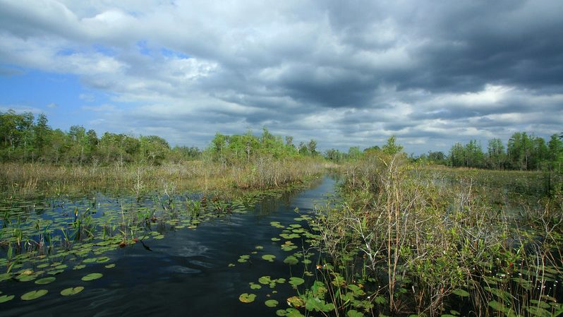 swamp canoe trail