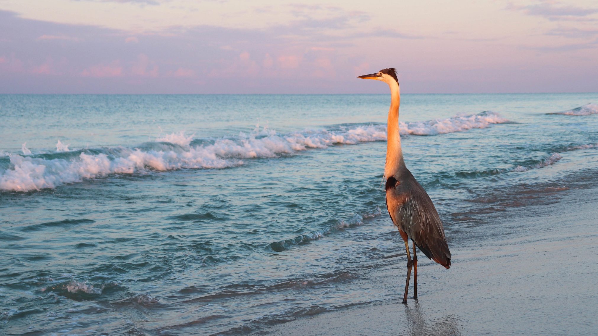 Image of heron standing on shore