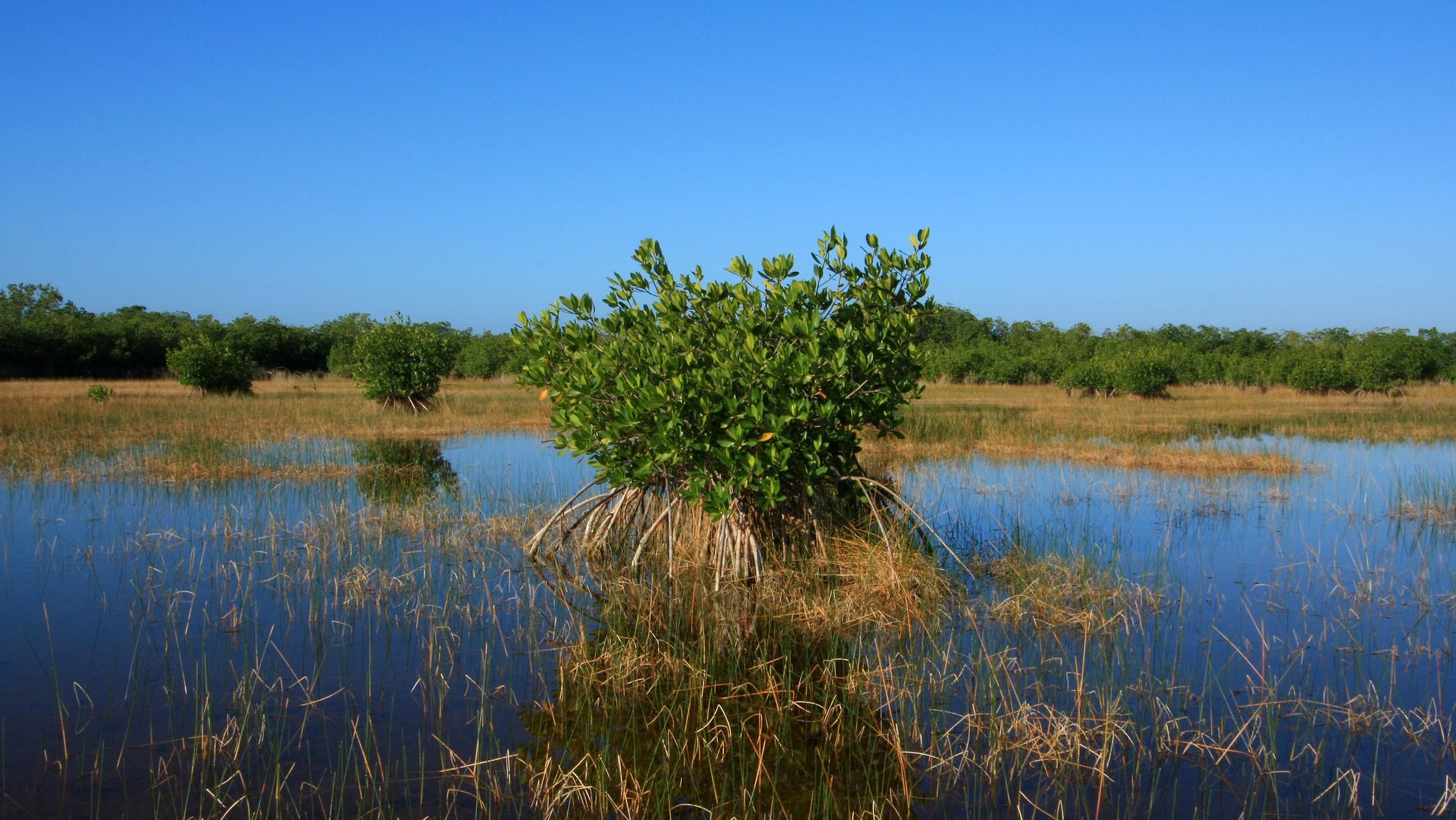 mangrove in marsh
