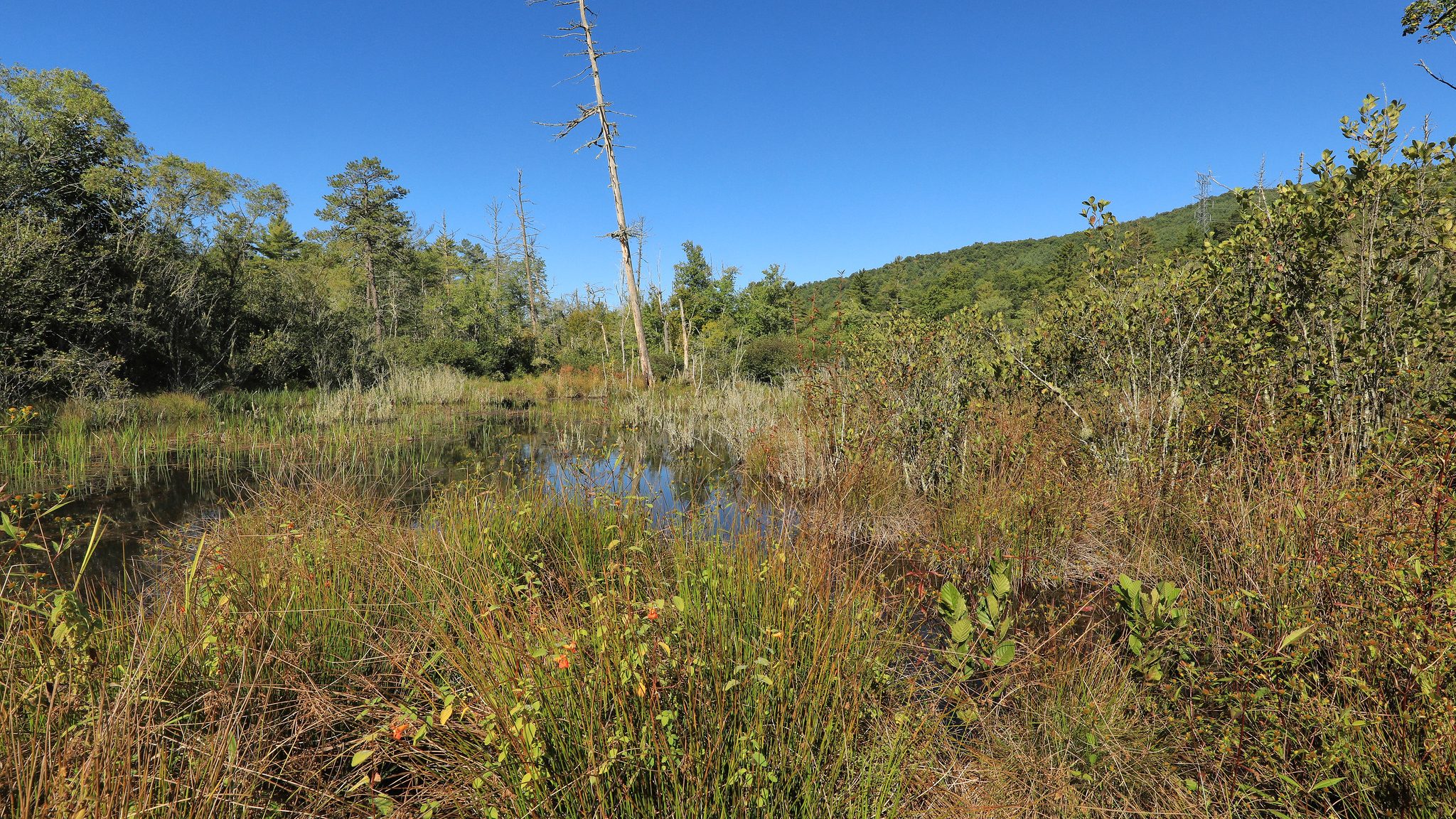 image of bog vegetation