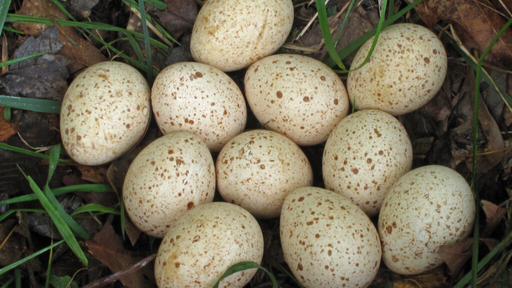 beige eggs with speckles in nest of leaves