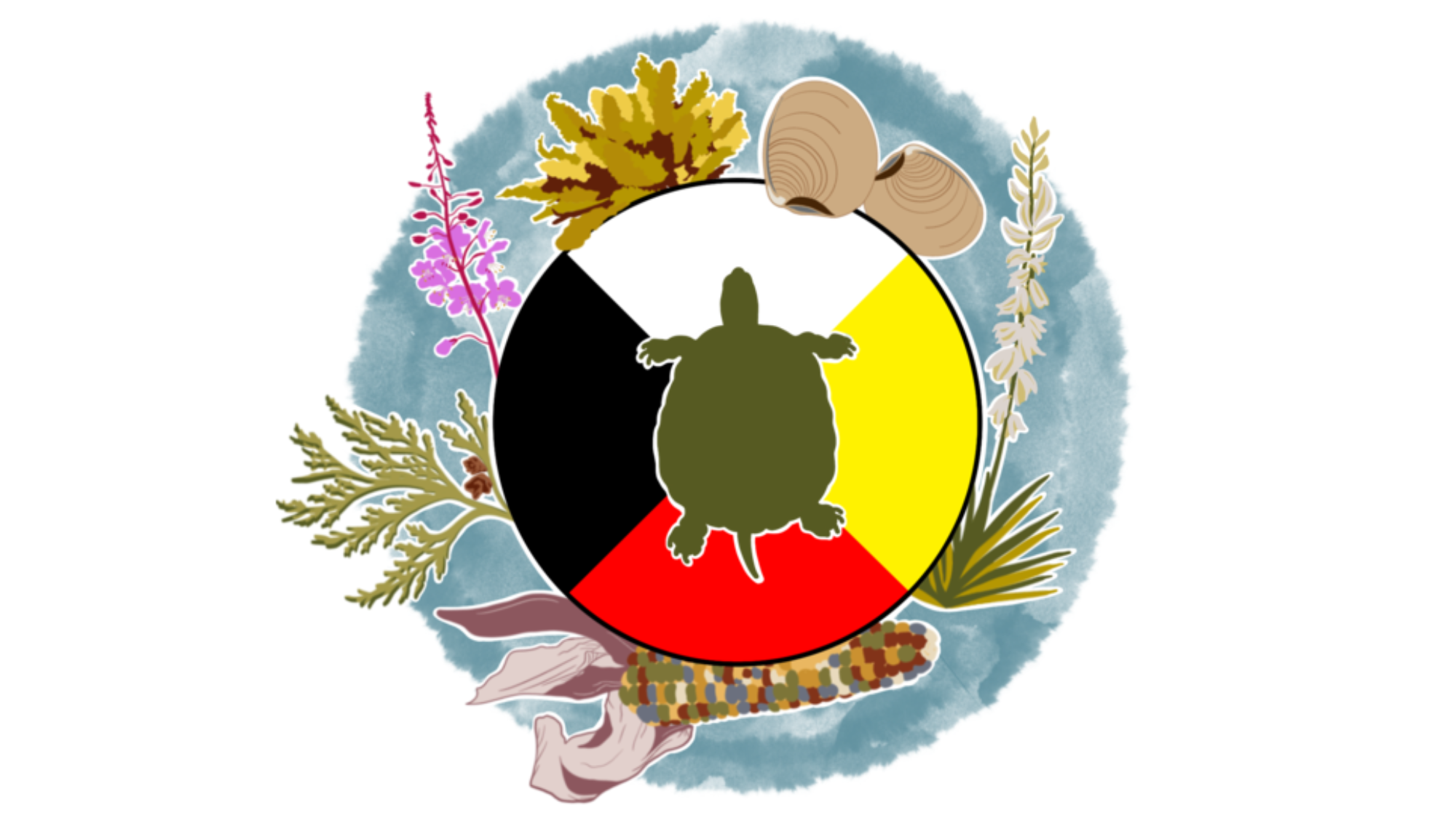 Image of a green snapping turtle within a circular medicine wheel (offset four quadrants colored white, yellow, red, and black), encircled by a wreath of plants significant to Indigenous cultures from across the US, Alaska, and the Pacific Islands (kelp, clams, yucca, corn, cedar, &amp; fire weed) and a watercolor blue border.
