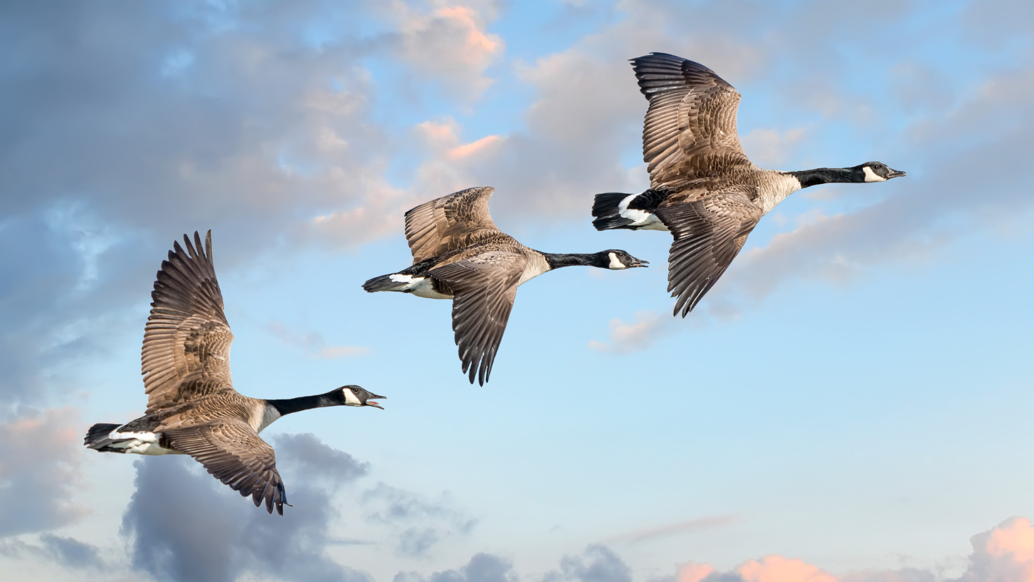 A flock of canadian geese