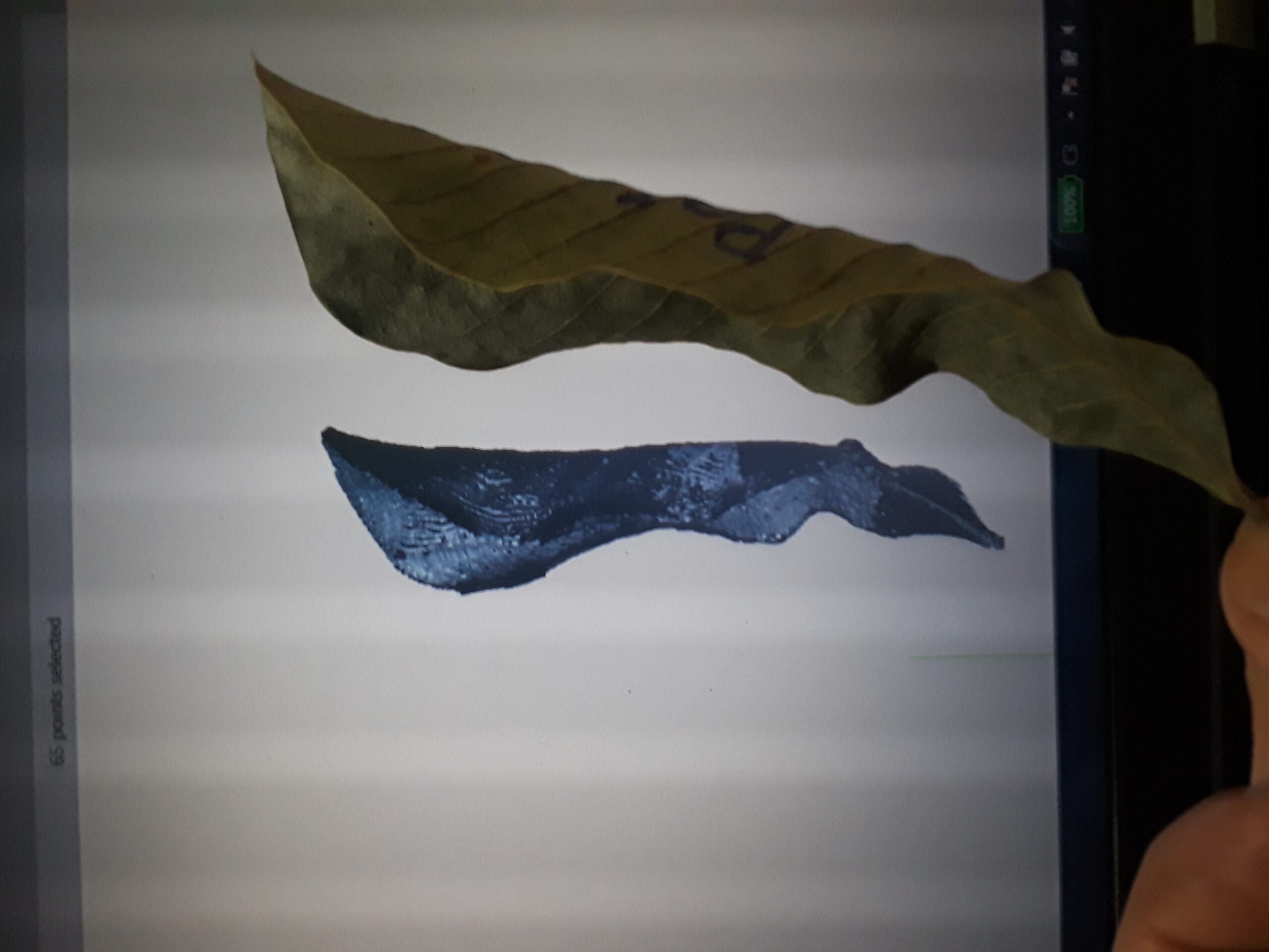 A 3-D scan of a curly leaf.