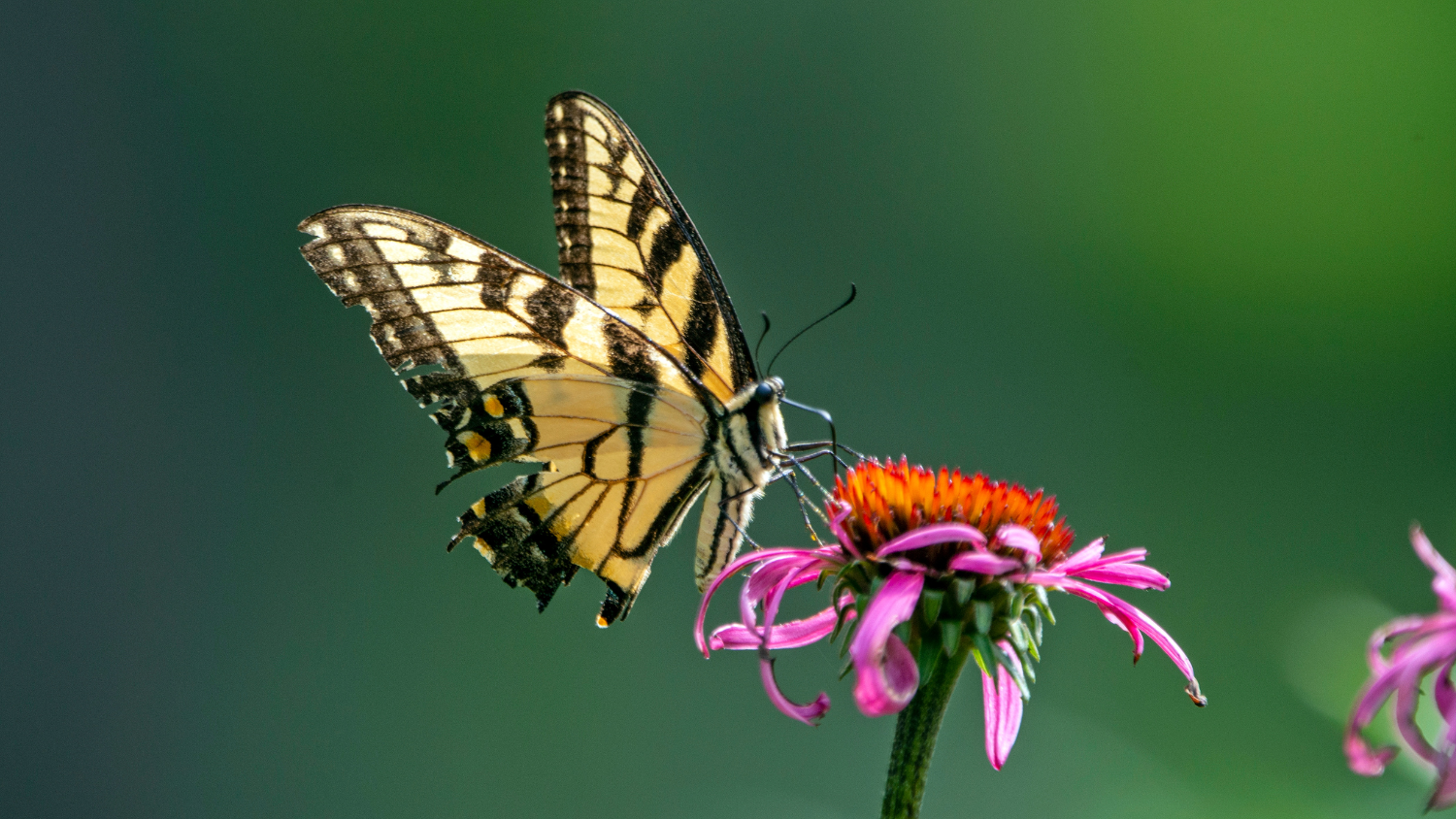 Swallowtail butterfly on a cone flower.