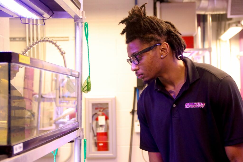 Juan examines Magnificent Ramshorn snail recovery.